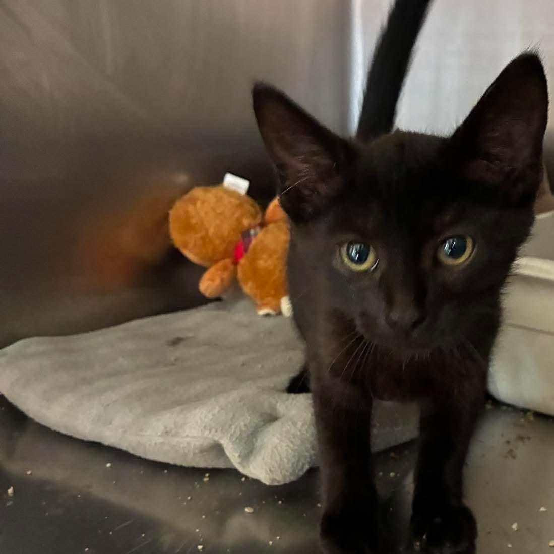 Jack, Adoptable, Kitten Male Domestic Short Hair.