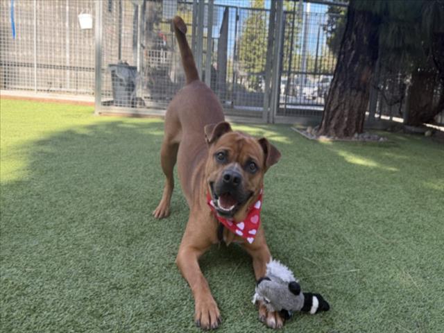 ZEUS, Adoptable, Young Male Boxer & Pit Bull Terrier.