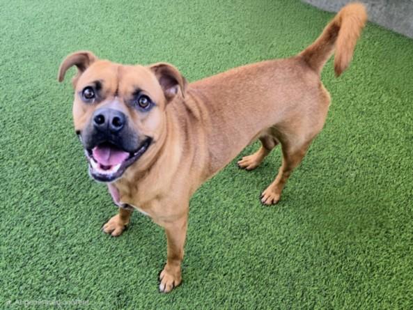 ZEUS, Adoptable, Young Male Boxer & Pit Bull Terrier.