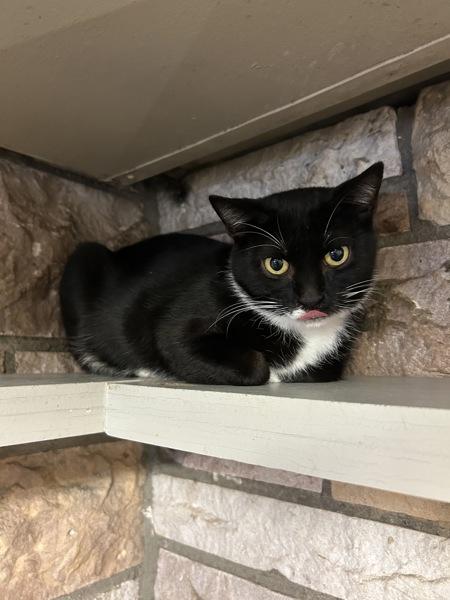 Nellie, Adoptable, Young Female Domestic Short Hair.