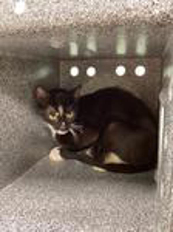 Enlarge Nellie, a Adoptable mixed breed in Knoxville, TN image 2/2