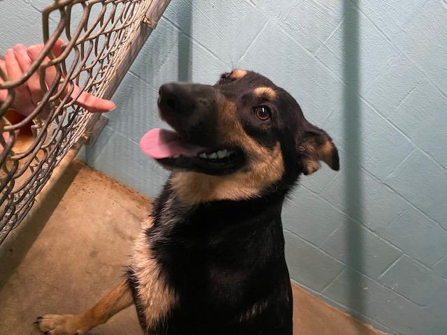 Enlarge Marina, a Adoptable mixed breed in Lafayette, TN image 1/1