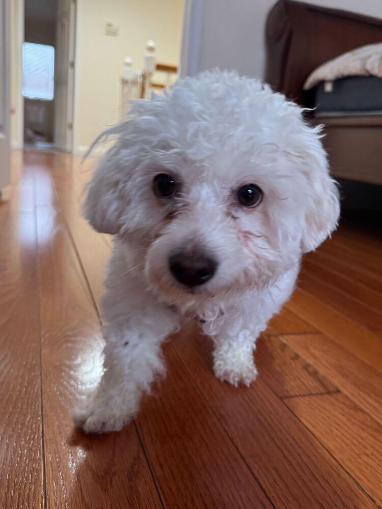 Topeka, Adoptable, Young Female Poodle.