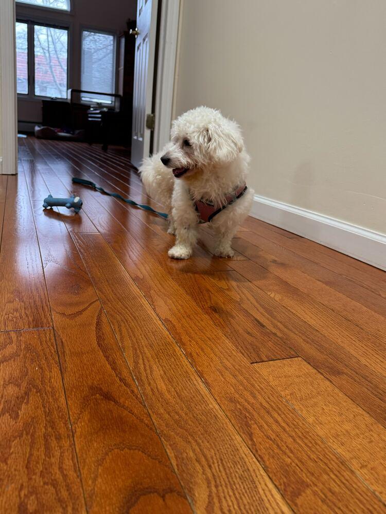 Topeka, a Adoptable Poodle in Long Island City, NY image 3/5