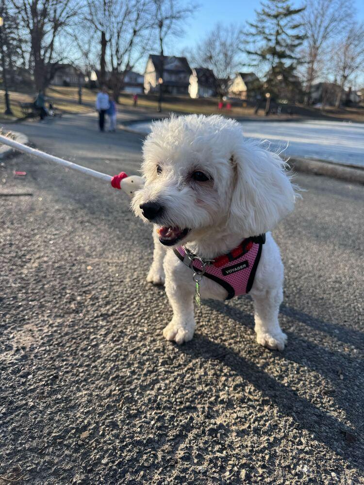 Enlarge Topeka, a Adoptable Poodle in Long Island City, NY image 2/4