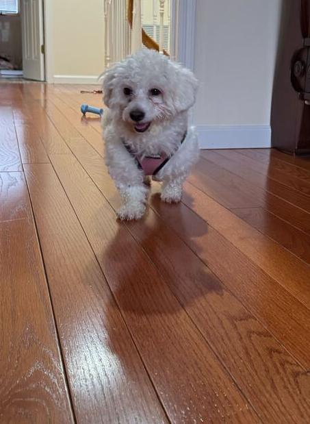 Topeka, a Adoptable Poodle in Long Island City, NY image 4/5