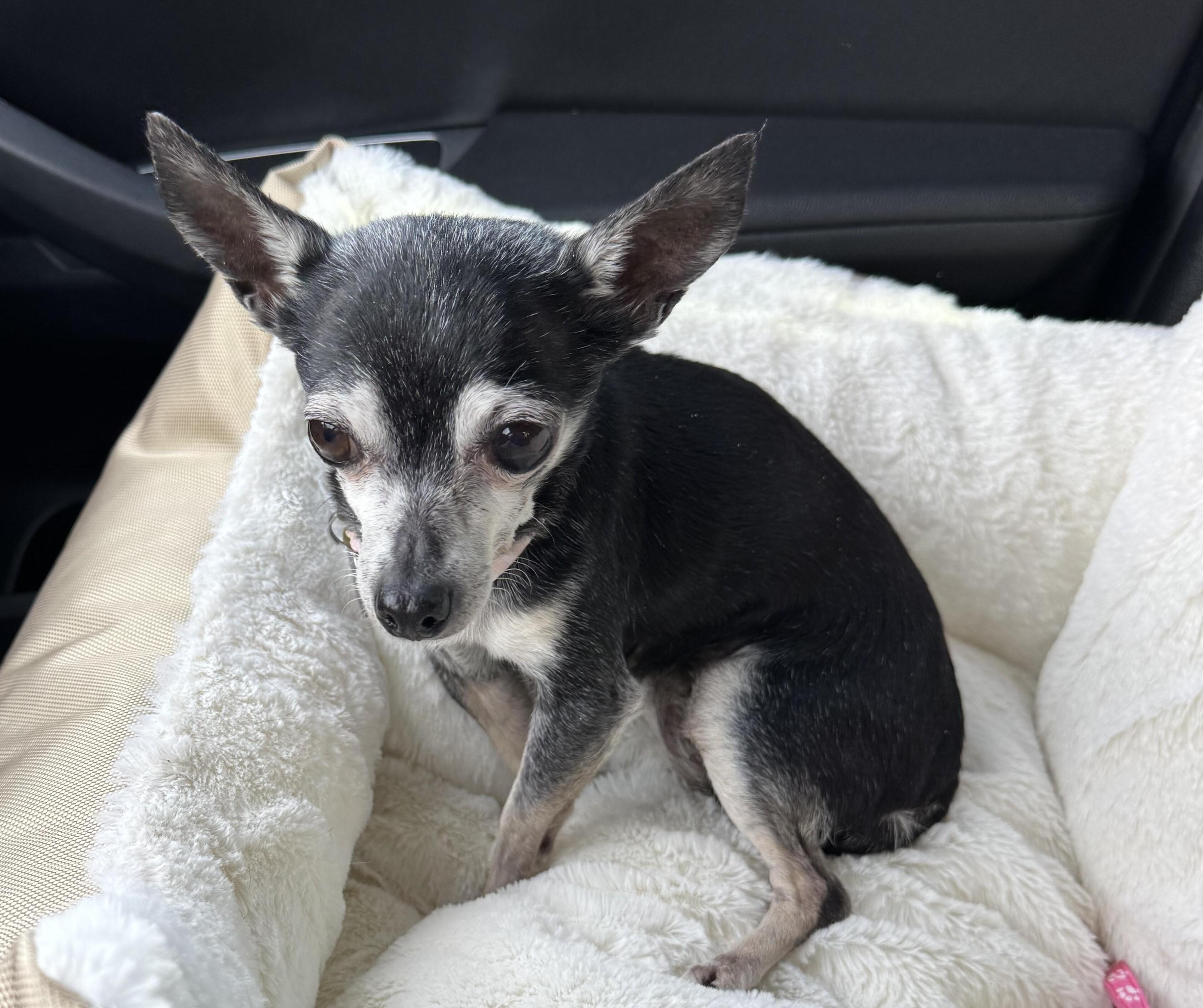 Sophia, ADOPTABLE, Senior Female Chihuahua.