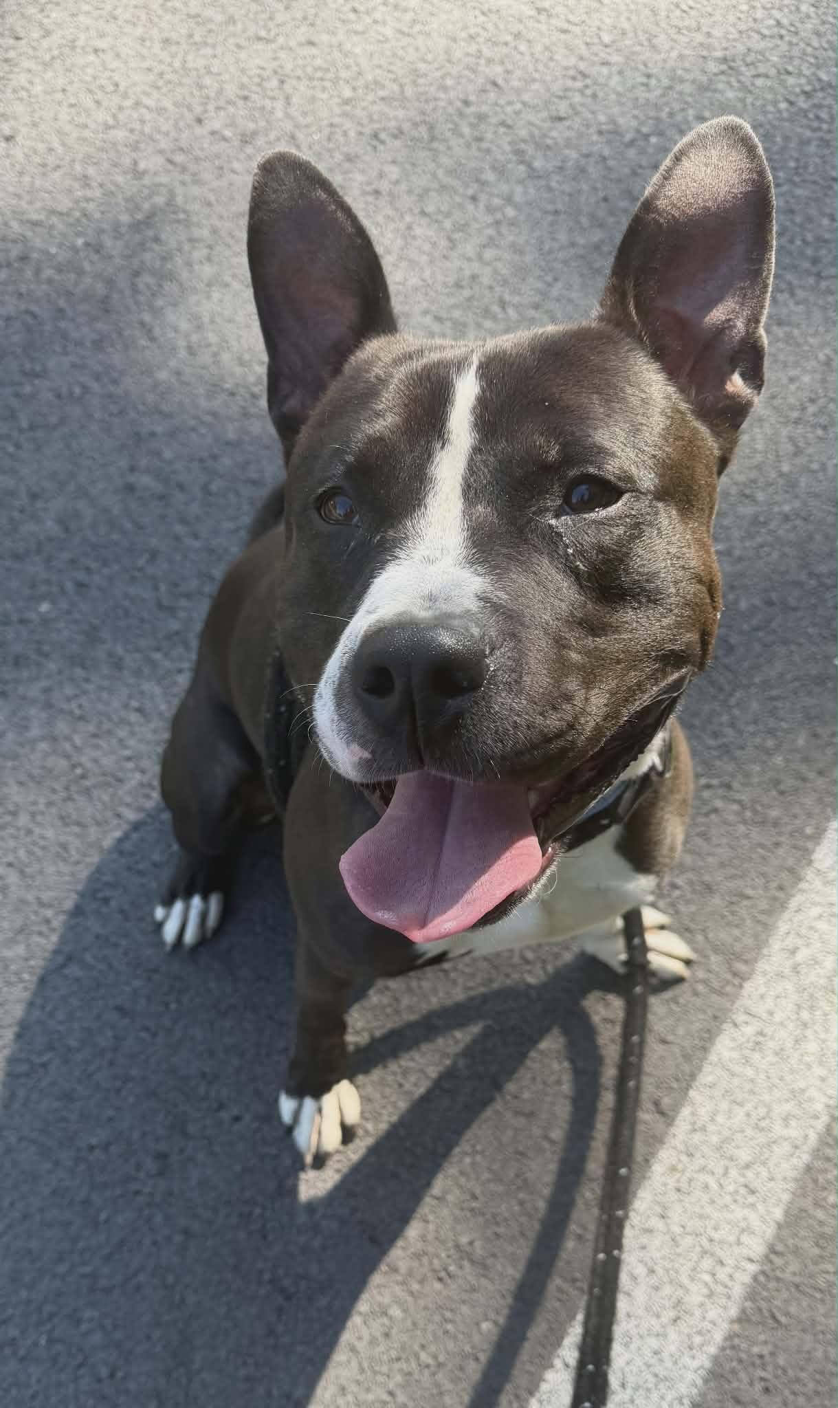 Jarvis, a ADOPTABLE Terrier in North Syracuse, NY image 2/2