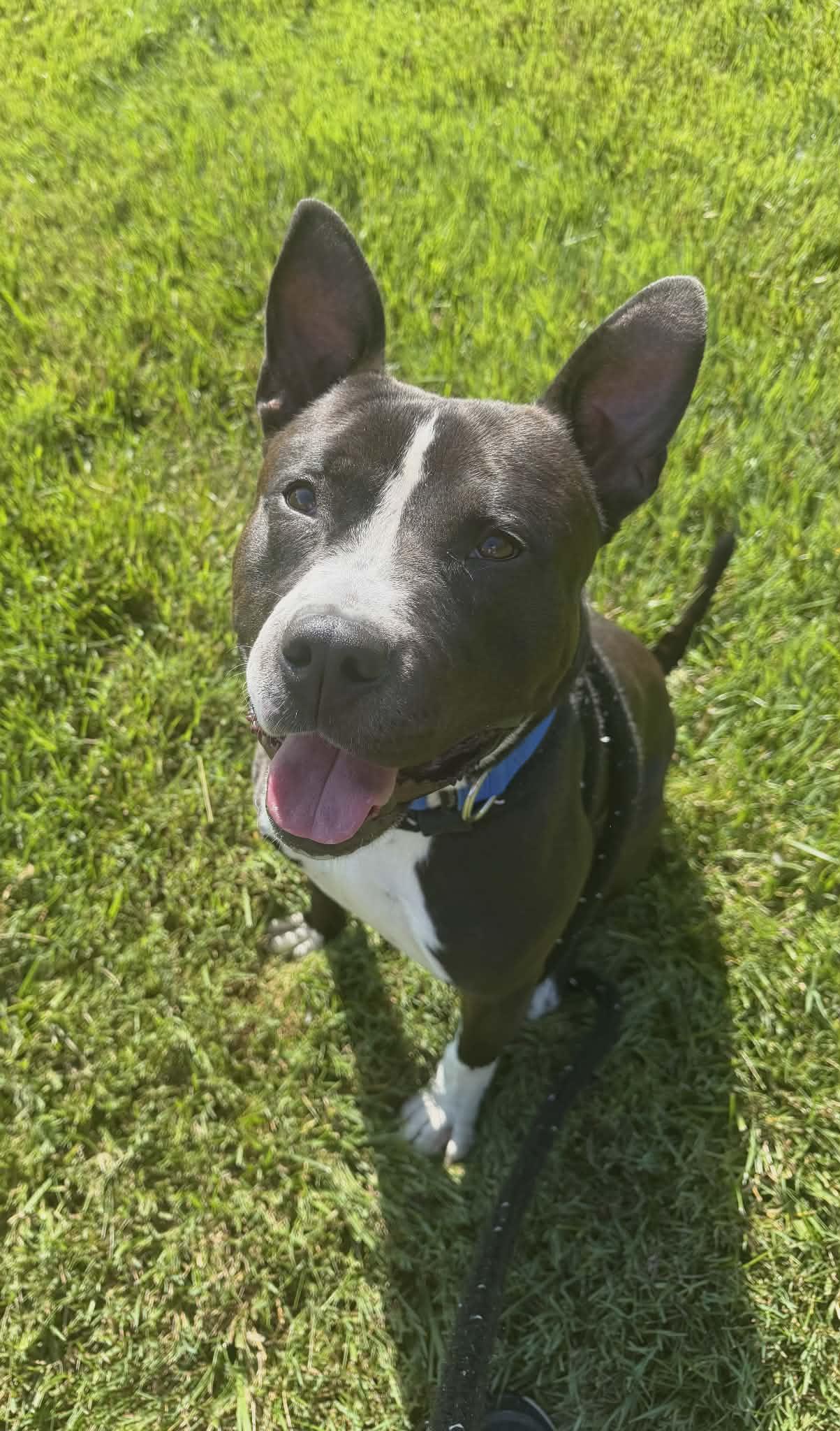 Jarvis, a ADOPTABLE Terrier in North Syracuse, NY image 1/2