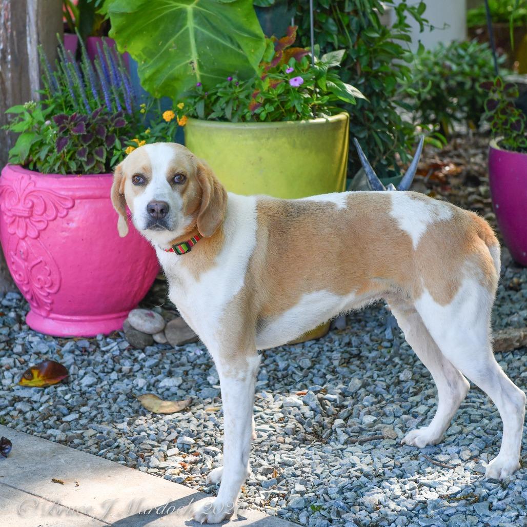 Hastings, Adoptable, Adult Male Hound.