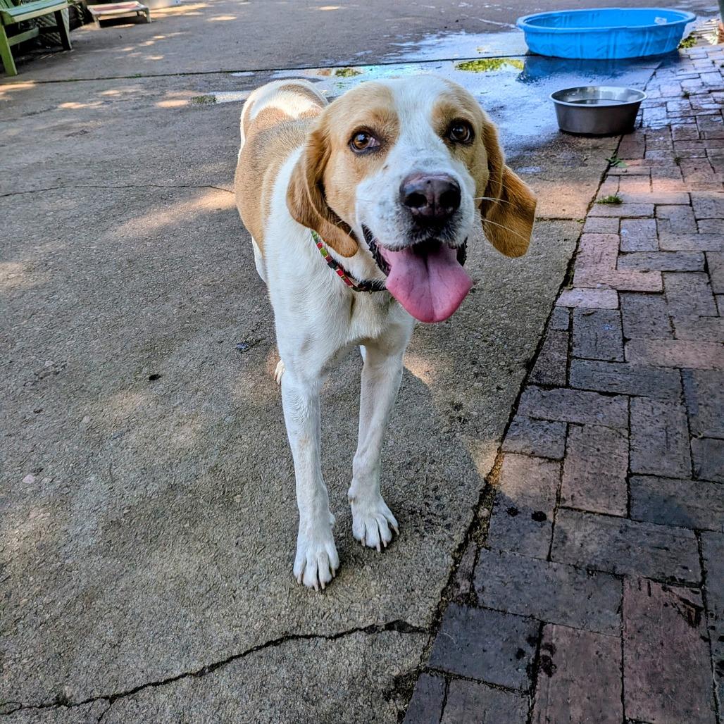 Enlarge Hastings, a Adoptable Hound in Wake Forest, NC image 2/6