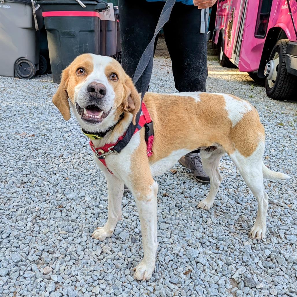 Enlarge Hastings, a Adoptable Hound in Wake Forest, NC image 3/6