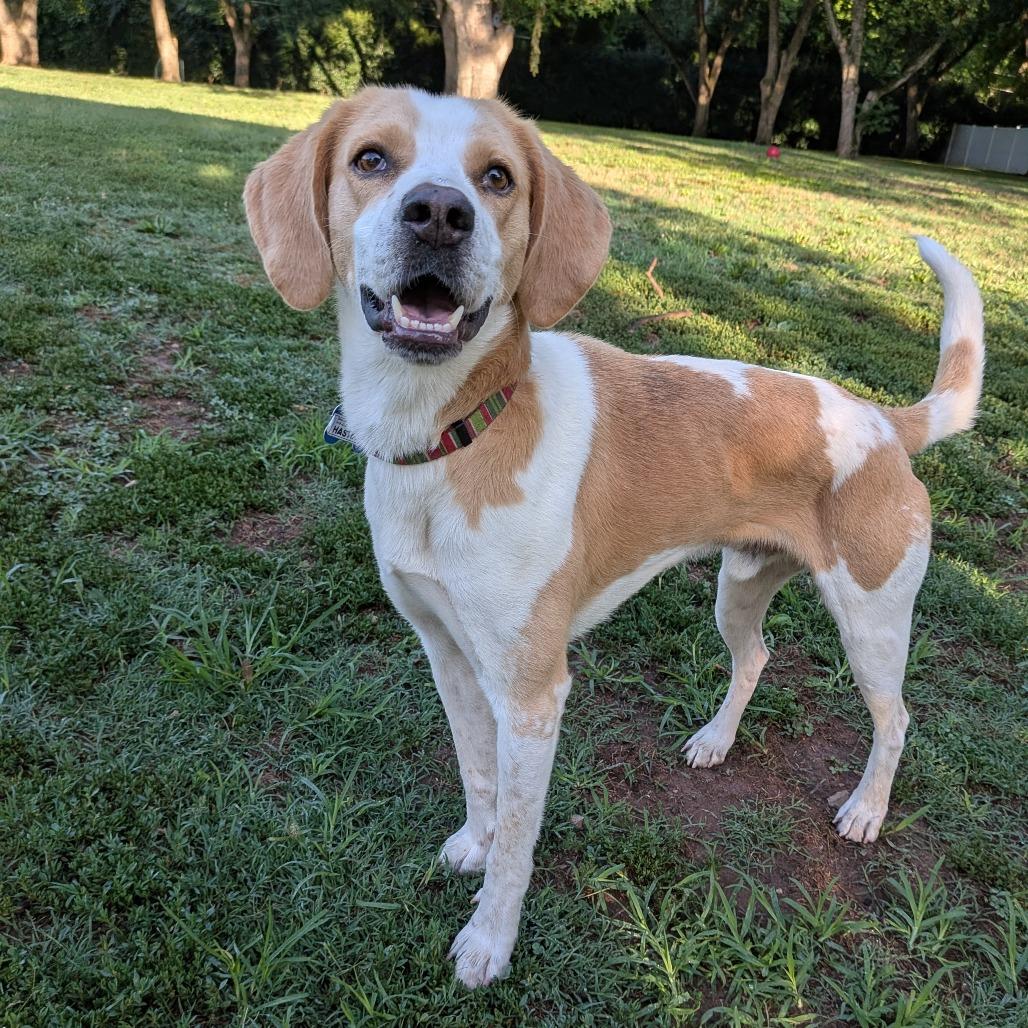 Enlarge Hastings, a Adoptable Hound in Wake Forest, NC image 4/6