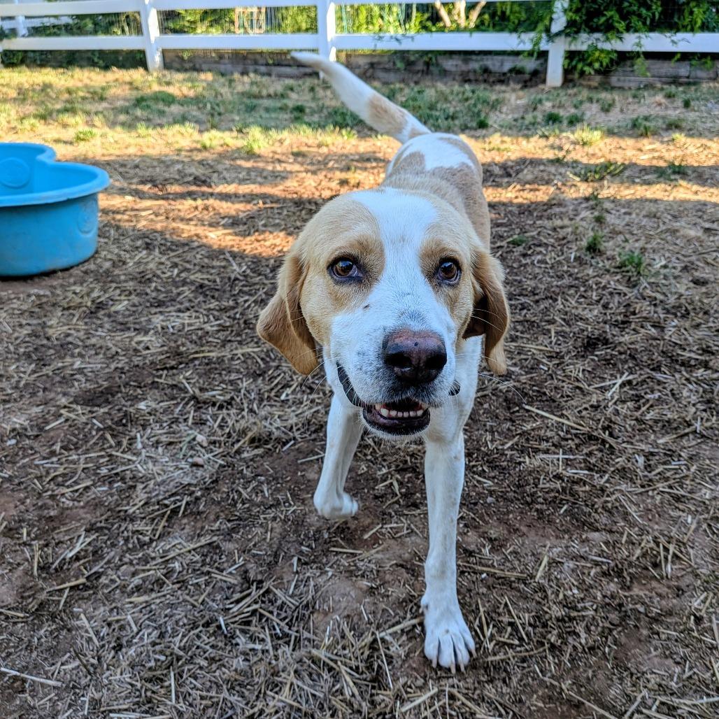 Enlarge Hastings, a Adoptable Hound in Wake Forest, NC image 5/6