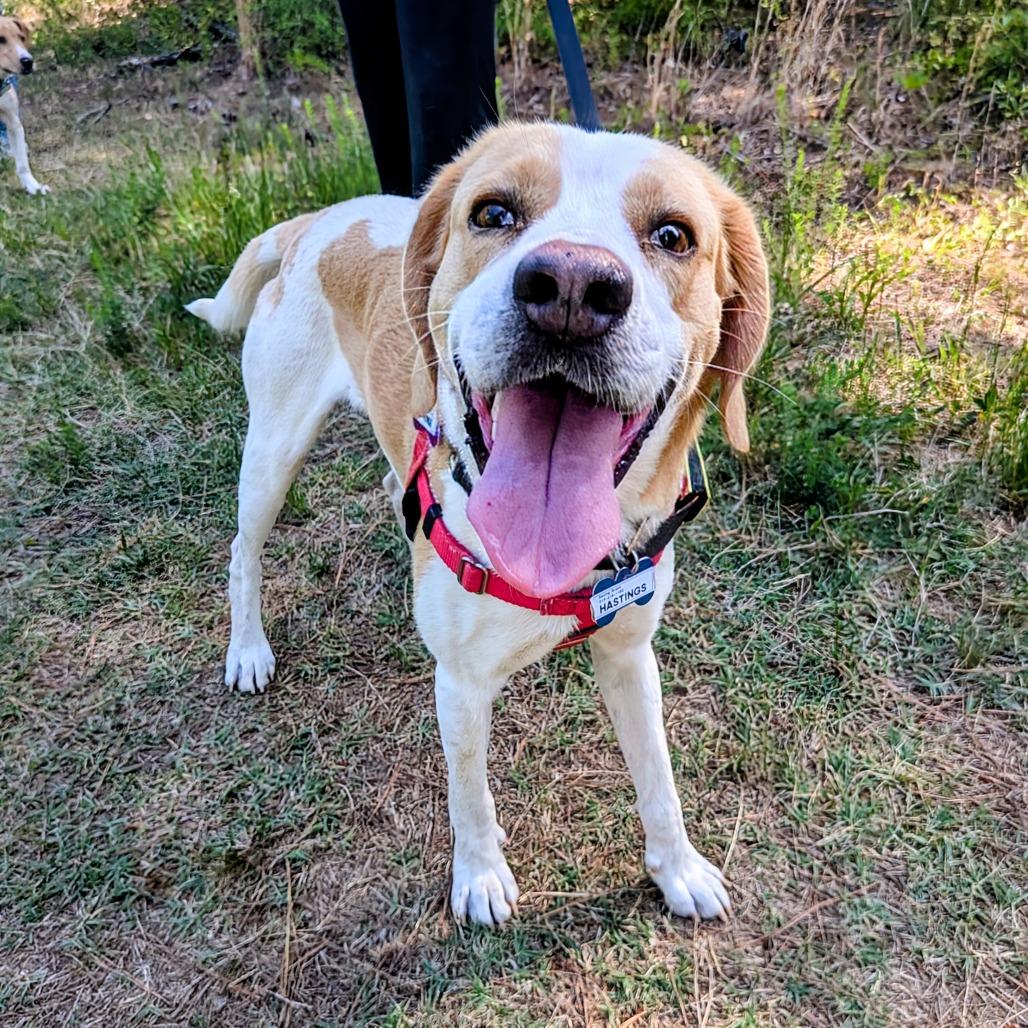 Enlarge Hastings, a Adoptable Hound in Wake Forest, NC image 6/6