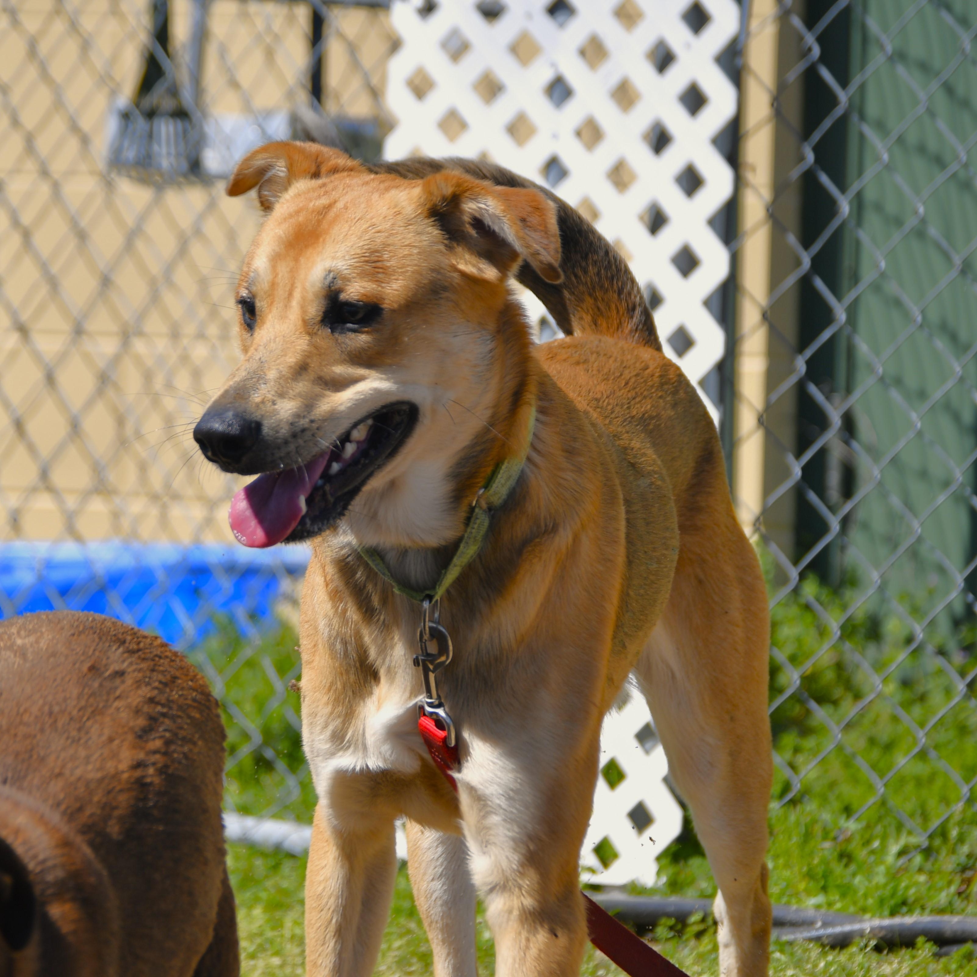 Ajax, an adoptable mixed breed in Defuniak Springs, FL image 2/4