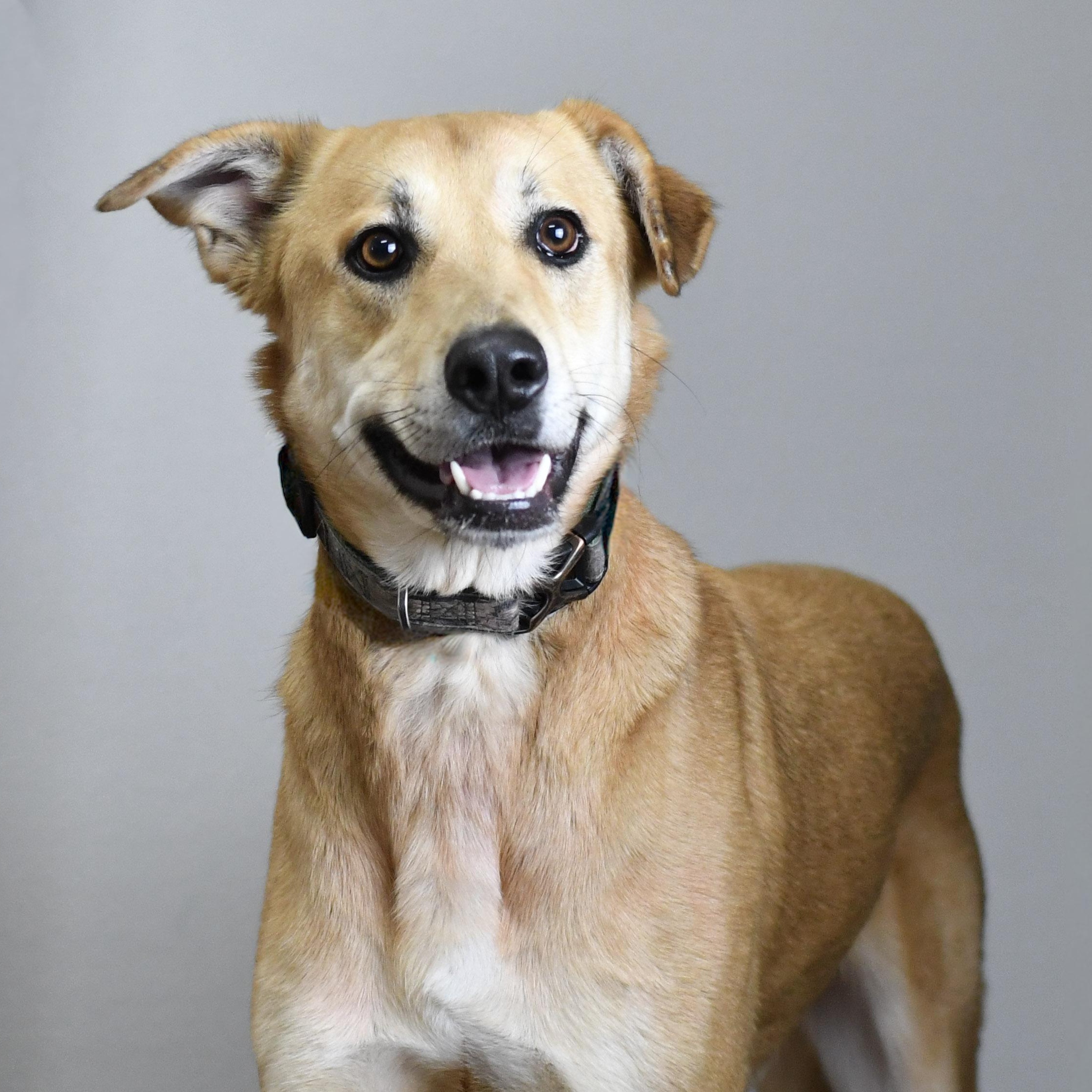 Ajax, an adoptable mixed breed in Defuniak Springs, FL image 3/4
