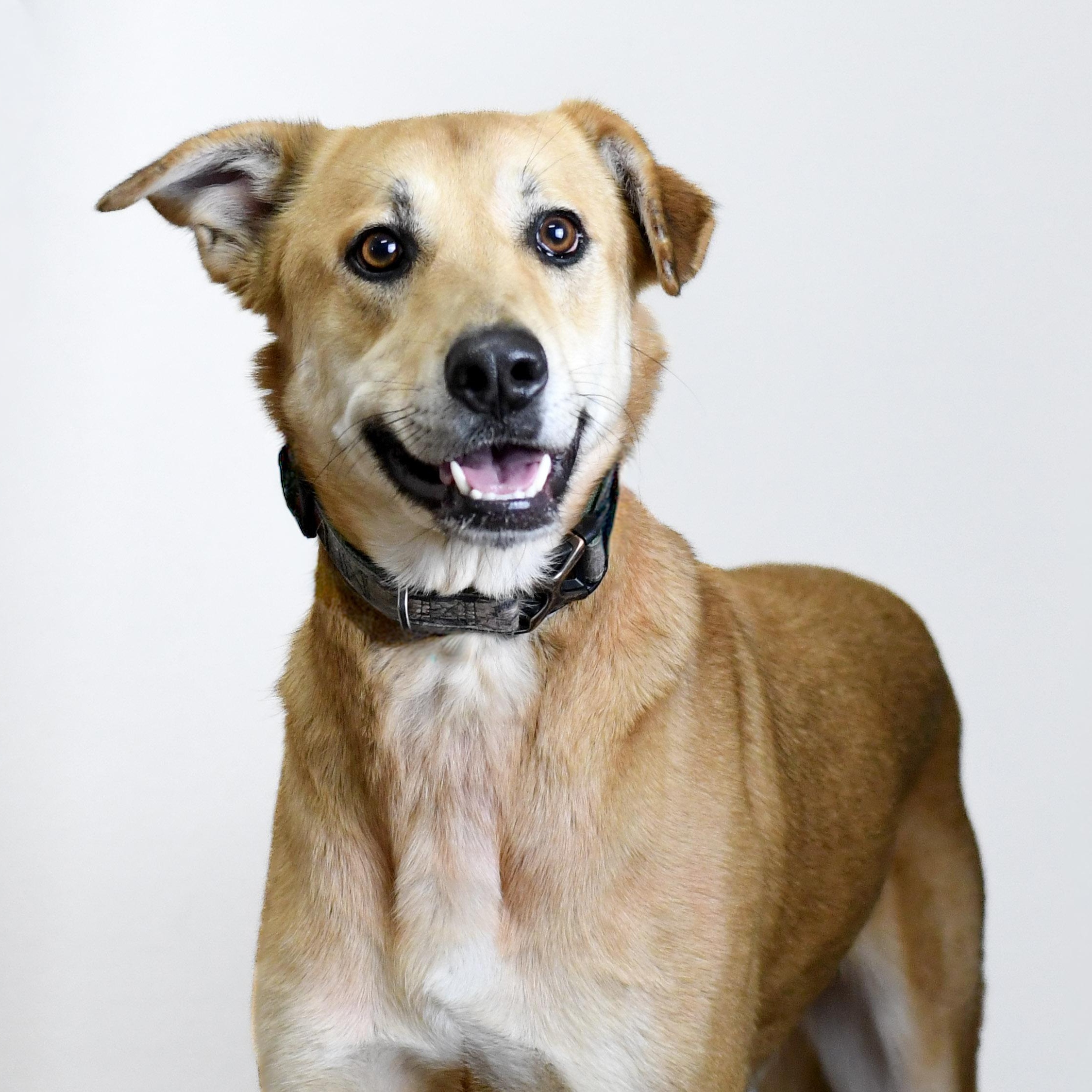Ajax, adoptable, Adult Male Labrador Retriever & Hound.