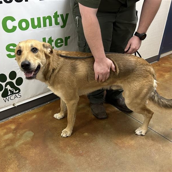 Ajax, an adoptable mixed breed in Defuniak Springs, FL image 4/4
