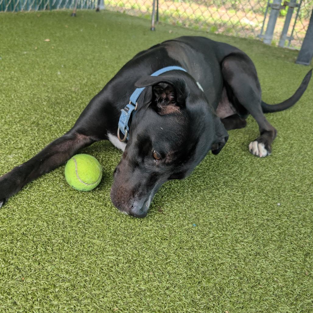 Bronco, Adoptable, Adult Male Black Labrador Retriever.