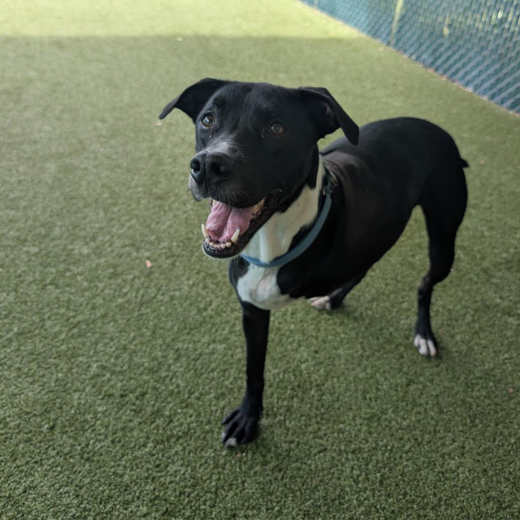 Enlarge Bronco, a Adoptable mixed breed in Lakeland, FL image 2/3