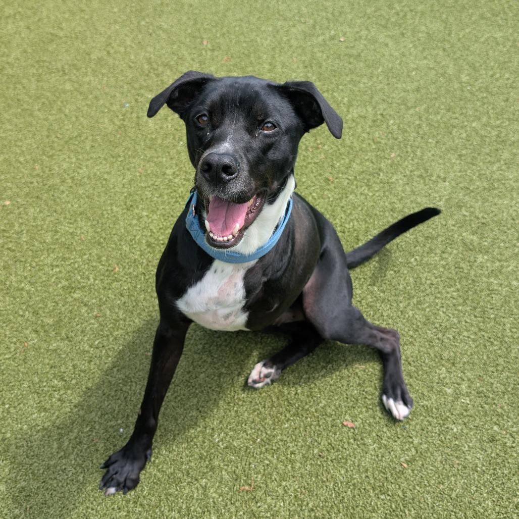 Enlarge Bronco, a Adoptable mixed breed in Lakeland, FL image 3/3