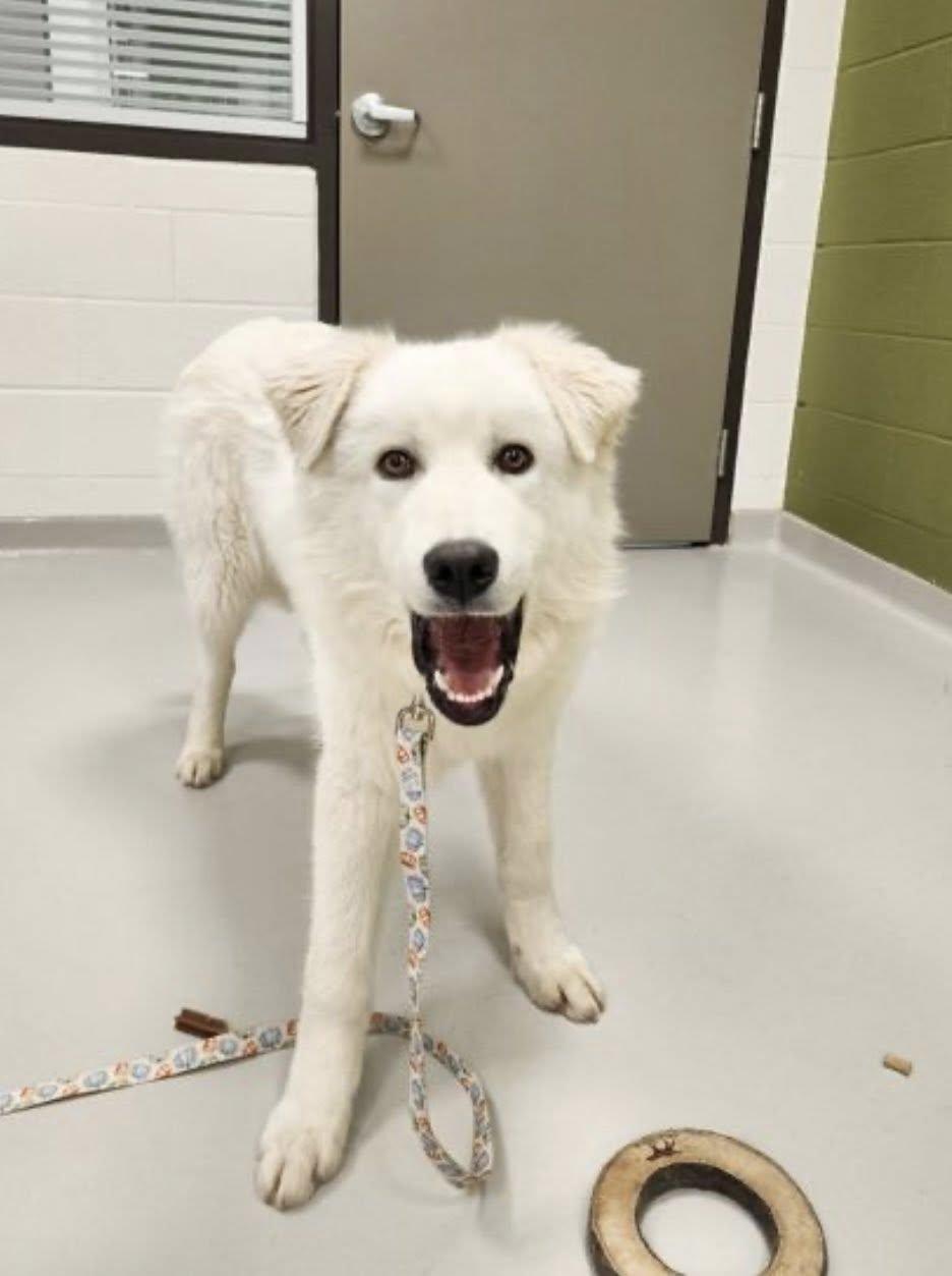 CHUCKY (FOSTER OR FOSTER TO ADOPT), ADOPTABLE, Puppy Male Great Pyrenees.