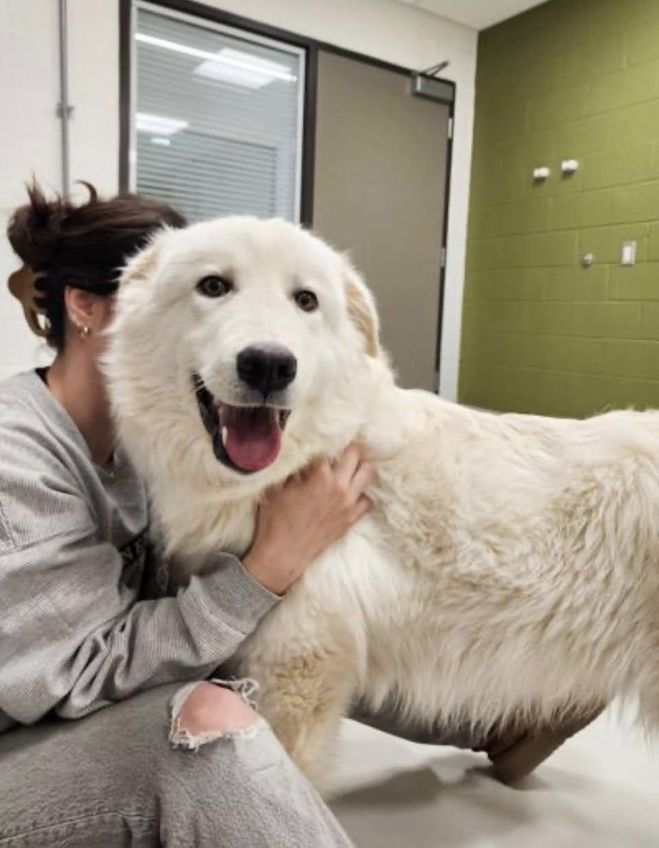 CHUCKY (FOSTER OR FOSTER TO ADOPT), a ADOPTABLE mixed breed in Ajax, ON image 3/5