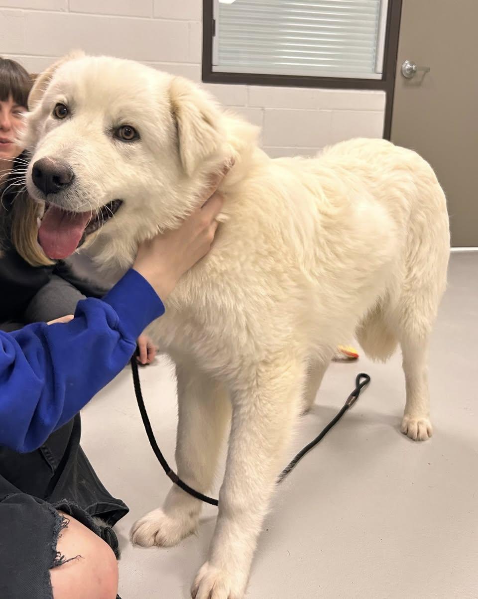 CHUCKY (FOSTER OR FOSTER TO ADOPT), a ADOPTABLE mixed breed in Ajax, ON image 5/5