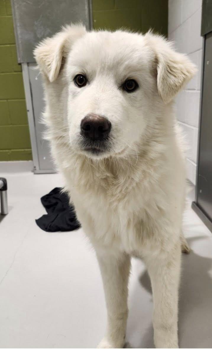 CHUCKY (FOSTER OR FOSTER TO ADOPT), a ADOPTABLE mixed breed in Ajax, ON image 2/5