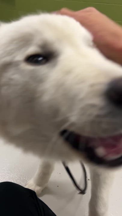 Enlarge CHUCKY (FOSTER OR FOSTER TO ADOPT), a ADOPTABLE mixed breed in Ajax, ON video 4/5