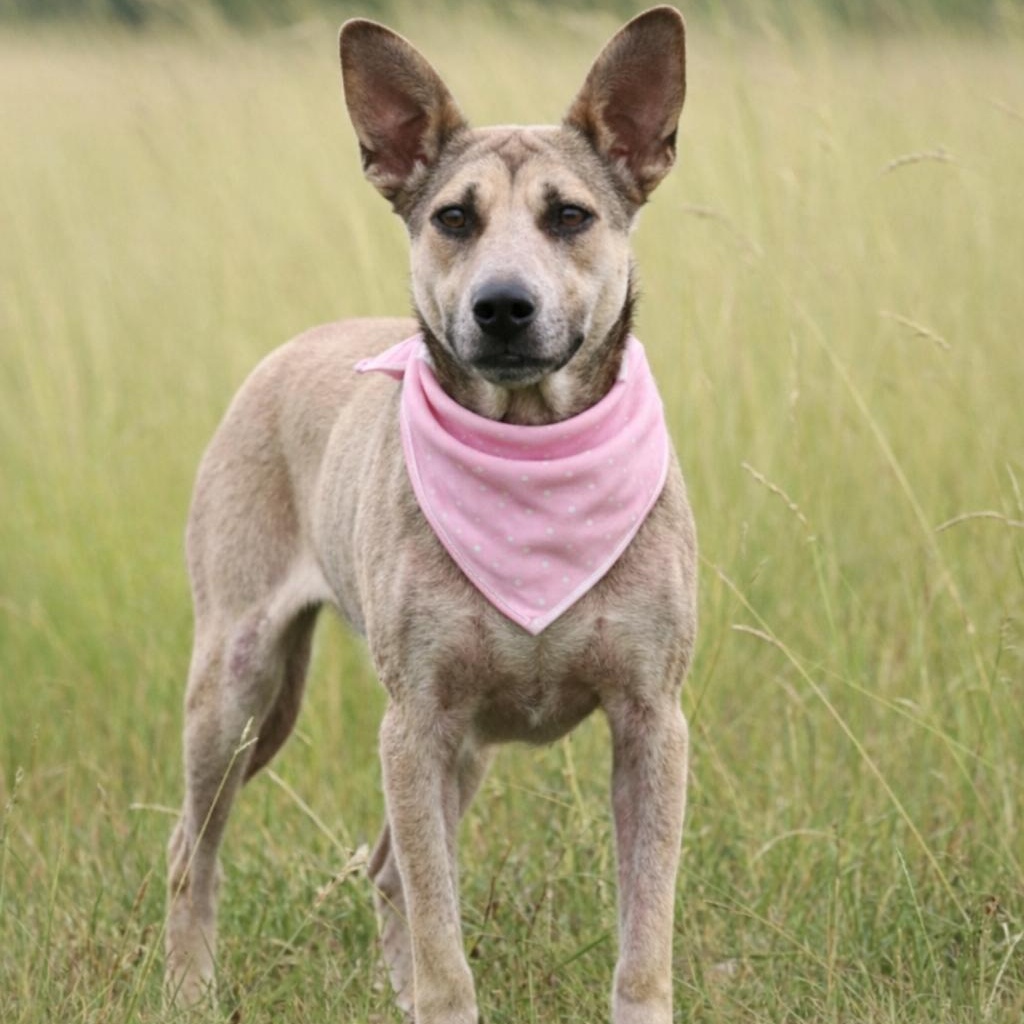 DOMINIQUE GS — thumbnail 3