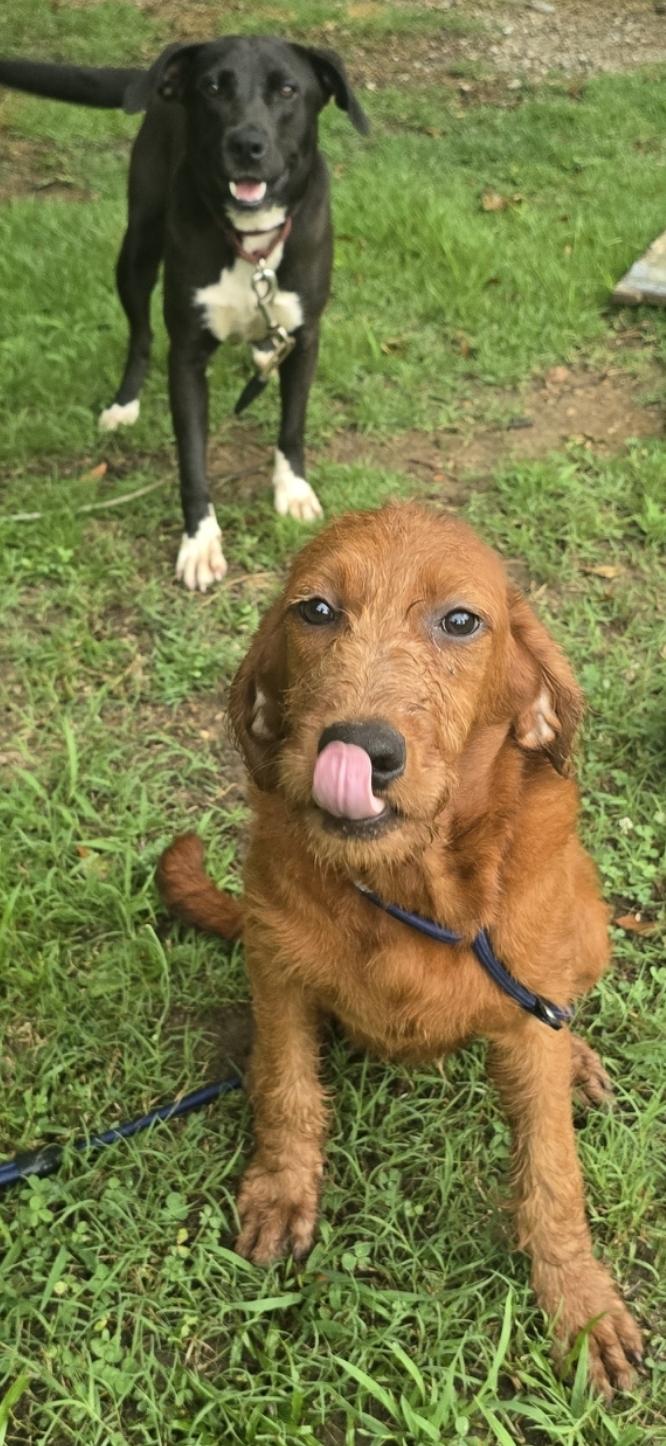 Ice Cliff, a ADOPTABLE Mixed Breed in Corinth, MS image 6/6