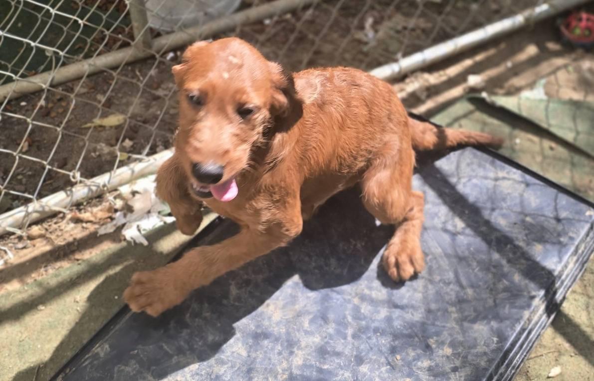 Ice Cliff, a ADOPTABLE Mixed Breed in Corinth, MS image 5/5