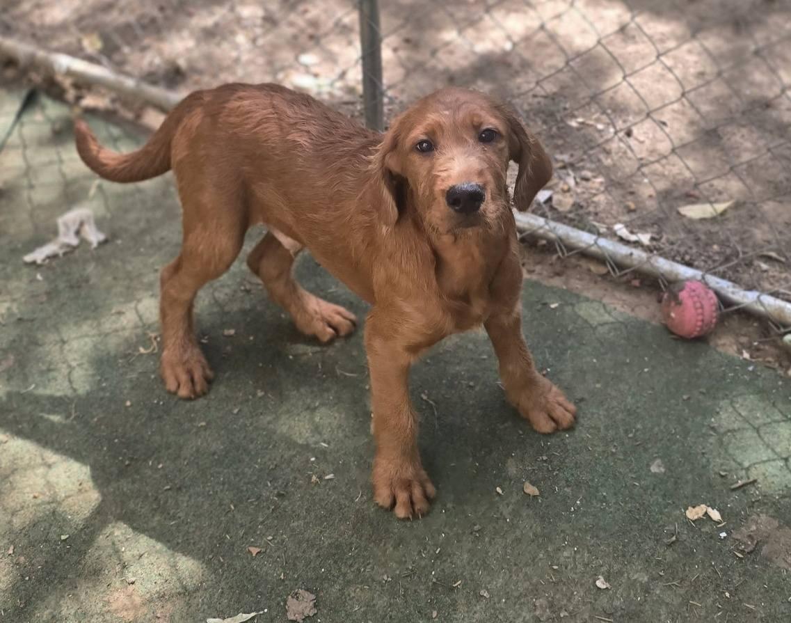 Ice Cliff, a ADOPTABLE Mixed Breed in Corinth, MS image 2/5