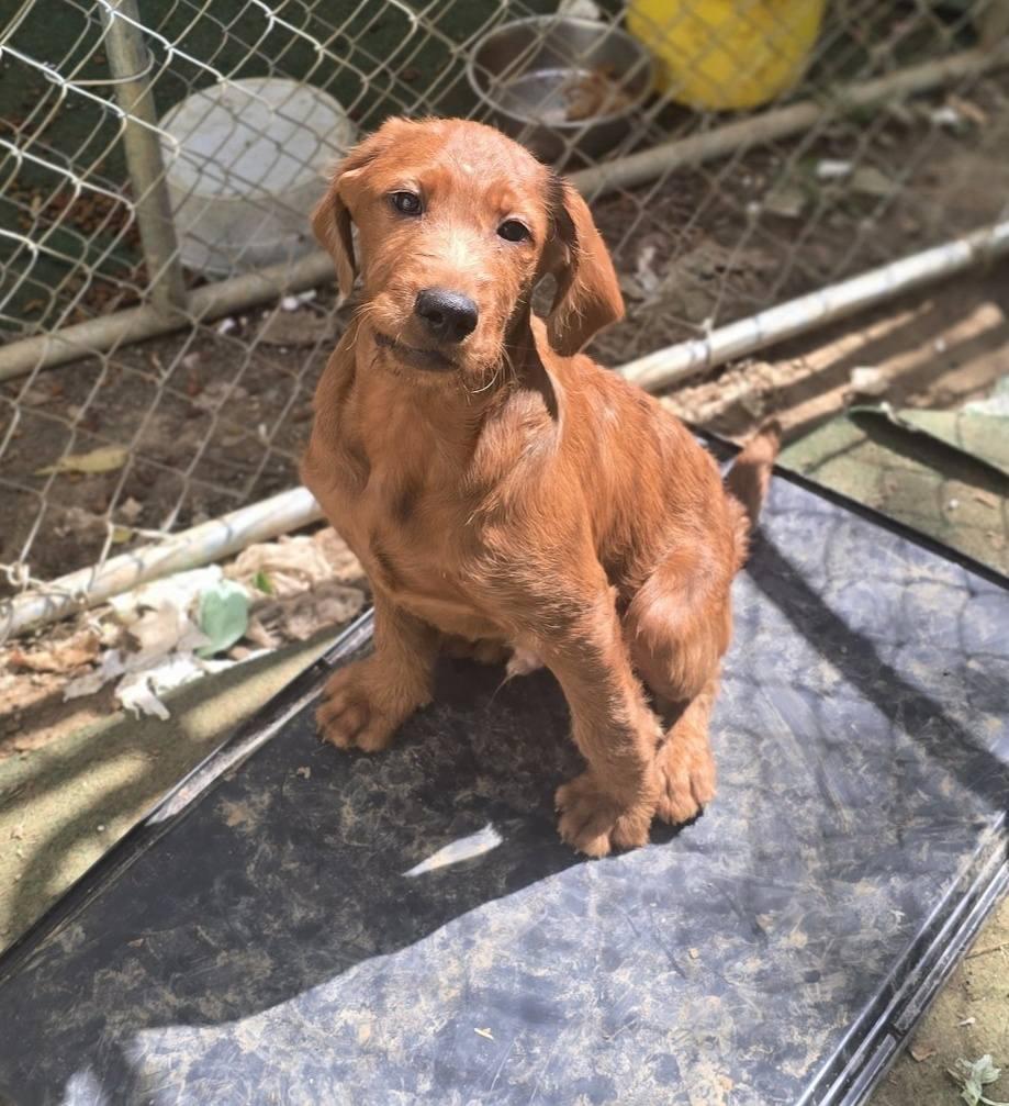 Ice Cliff, a ADOPTABLE Mixed Breed in Corinth, MS image 4/5