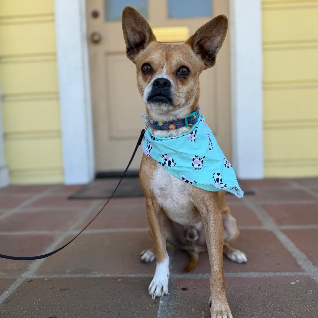 Matty, Adoptable, Adult Male Chihuahua & Pug.