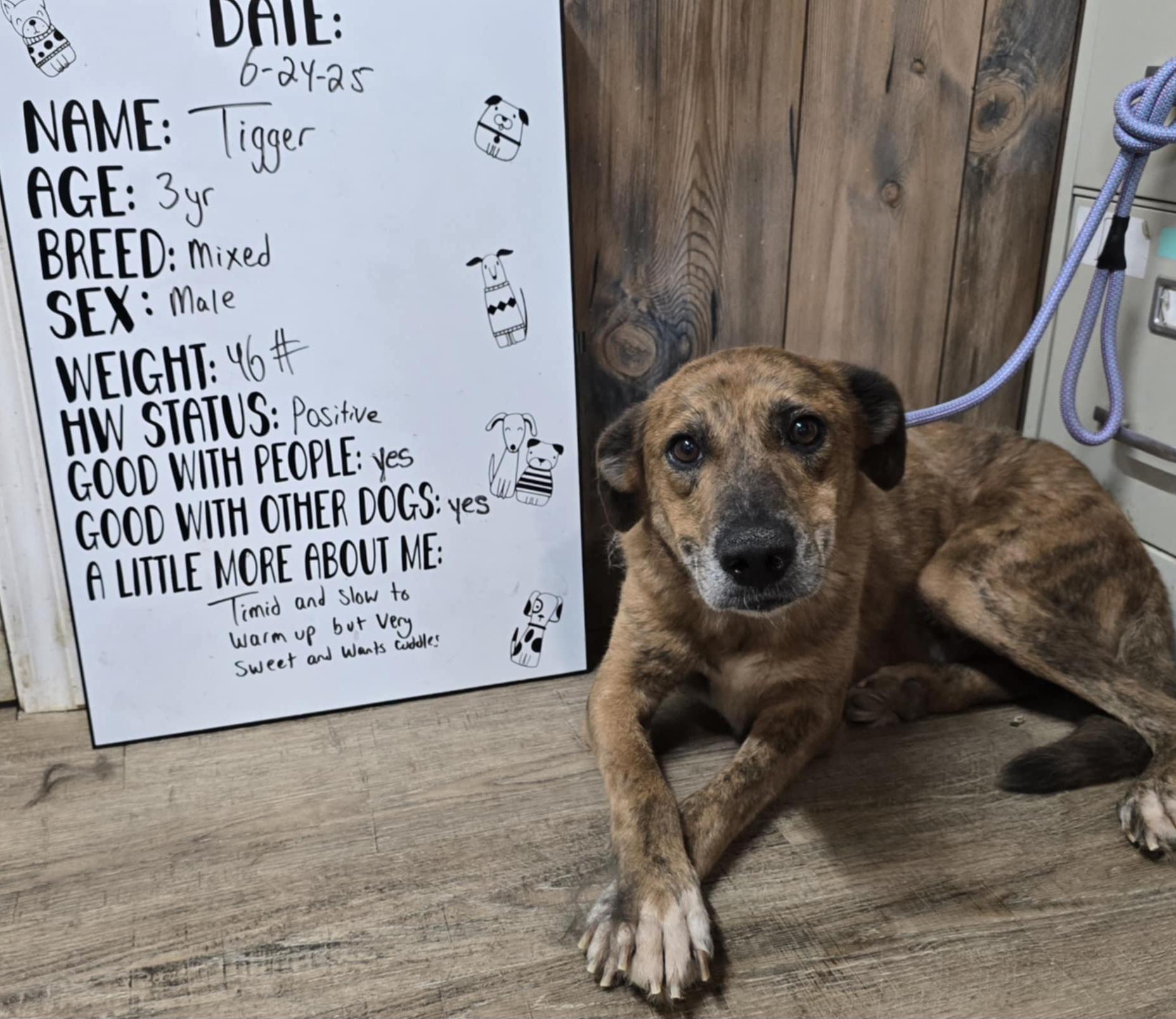 Enlarge Tigger, a Adoptable Mountain Cur in Camden, AR image 2/2