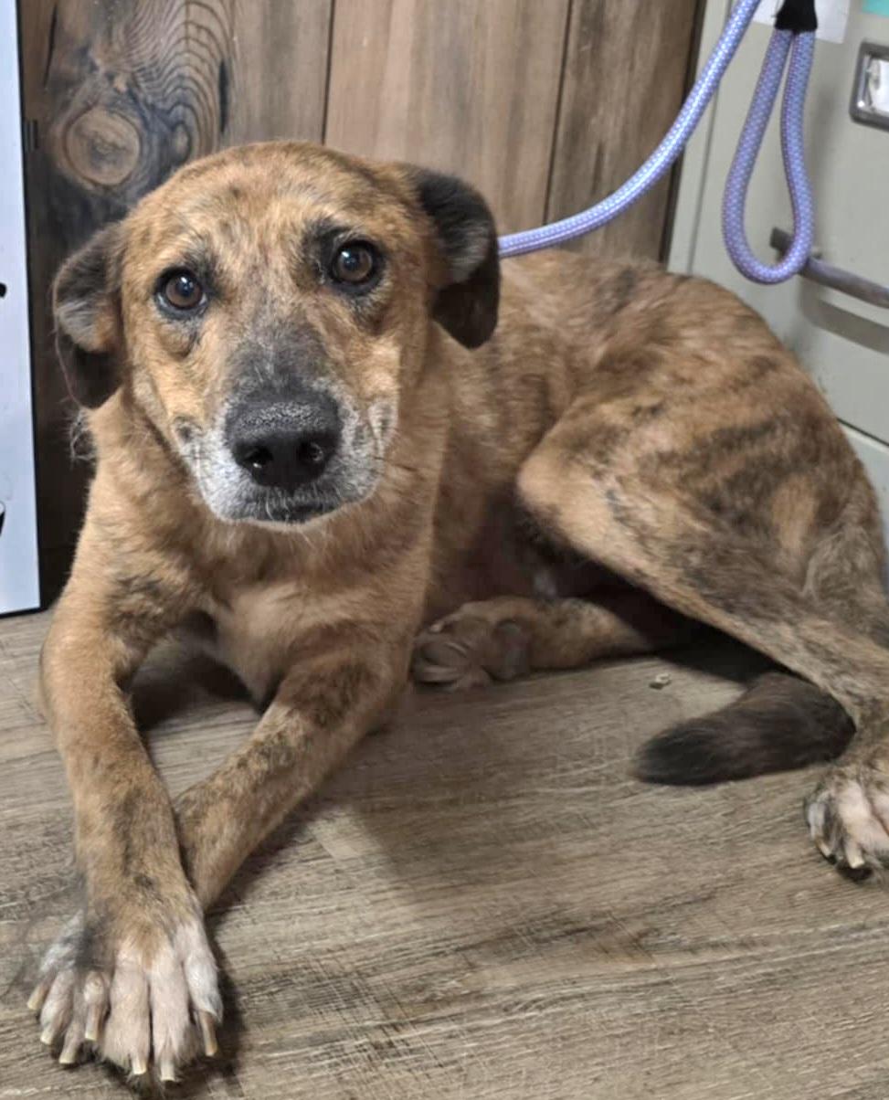 Enlarge Tigger, a Adoptable Mountain Cur in Camden, AR image 1/2