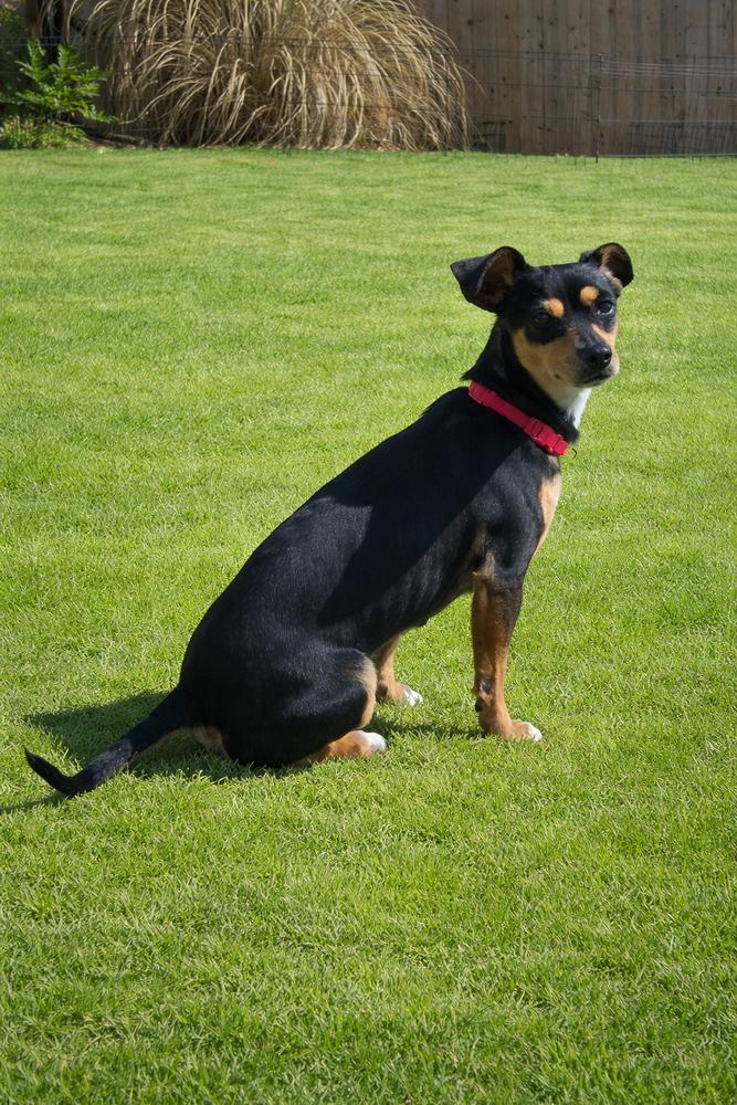 Izy, Adoptable, Young Female Miniature Pinscher & Chihuahua.