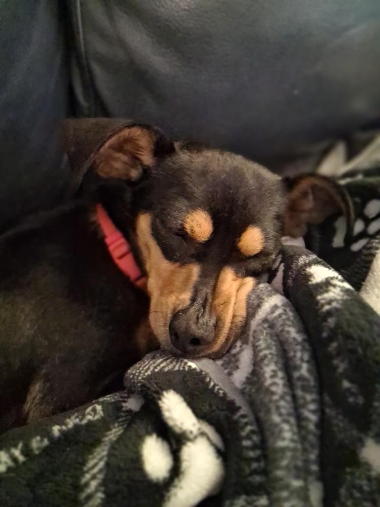 Enlarge Izy, a Adoptable mixed breed in Blanchard, OK image 2/4