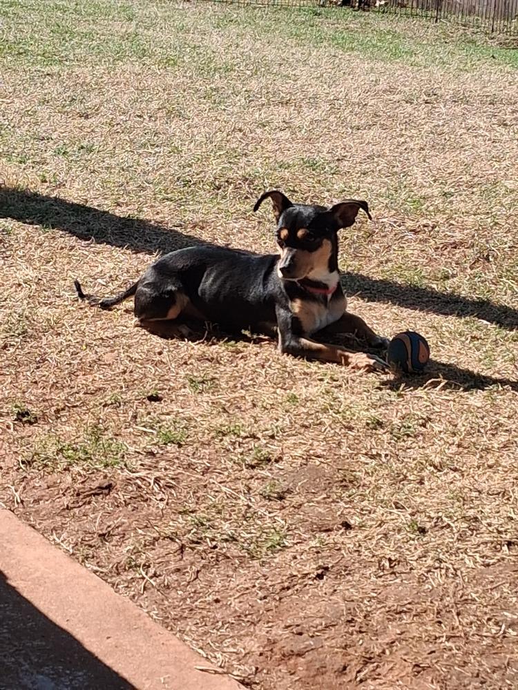 Enlarge Izy, a Adoptable mixed breed in Blanchard, OK image 3/4