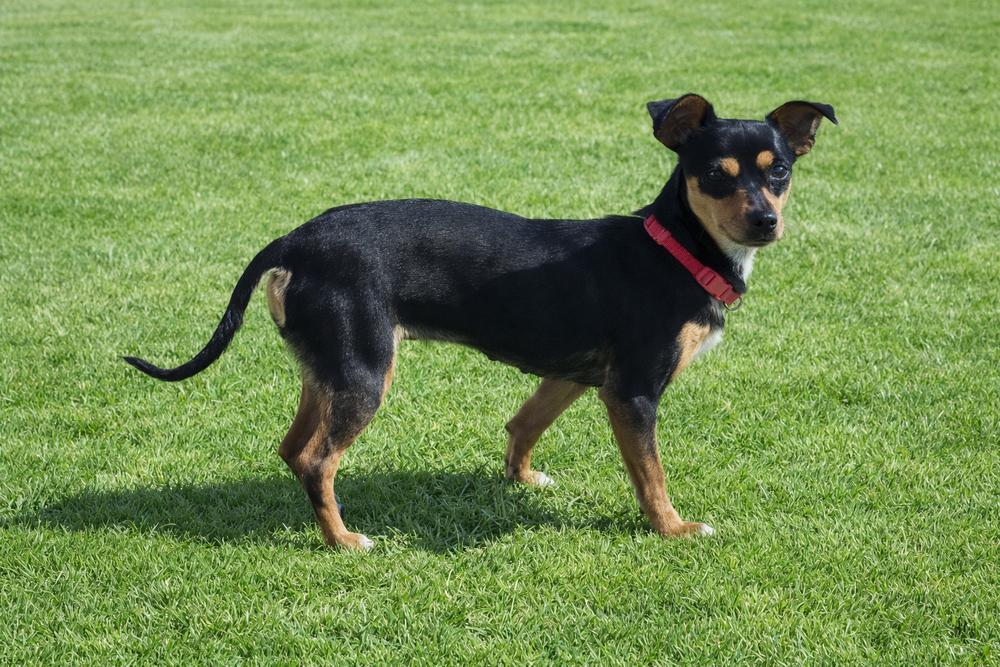 Enlarge Izy, a Adoptable mixed breed in Blanchard, OK image 2/3