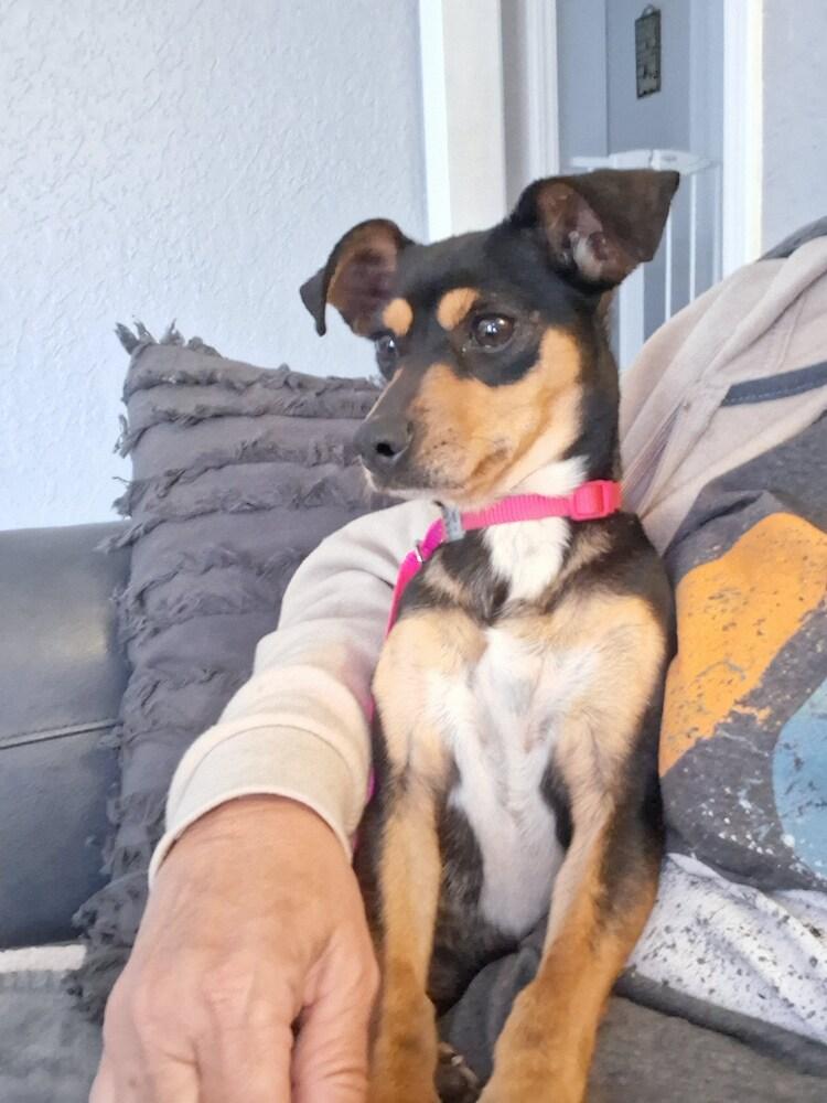 Enlarge Izy, a Adoptable mixed breed in Blanchard, OK image 3/3