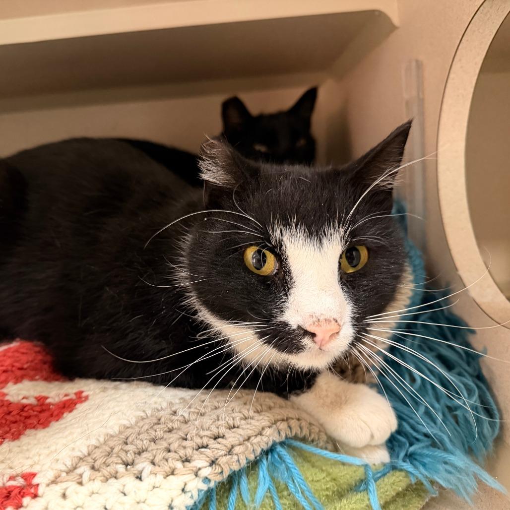 Enlarge Funny Face, a Adoptable Domestic Short Hair in Pagosa Springs, CO image 1/1