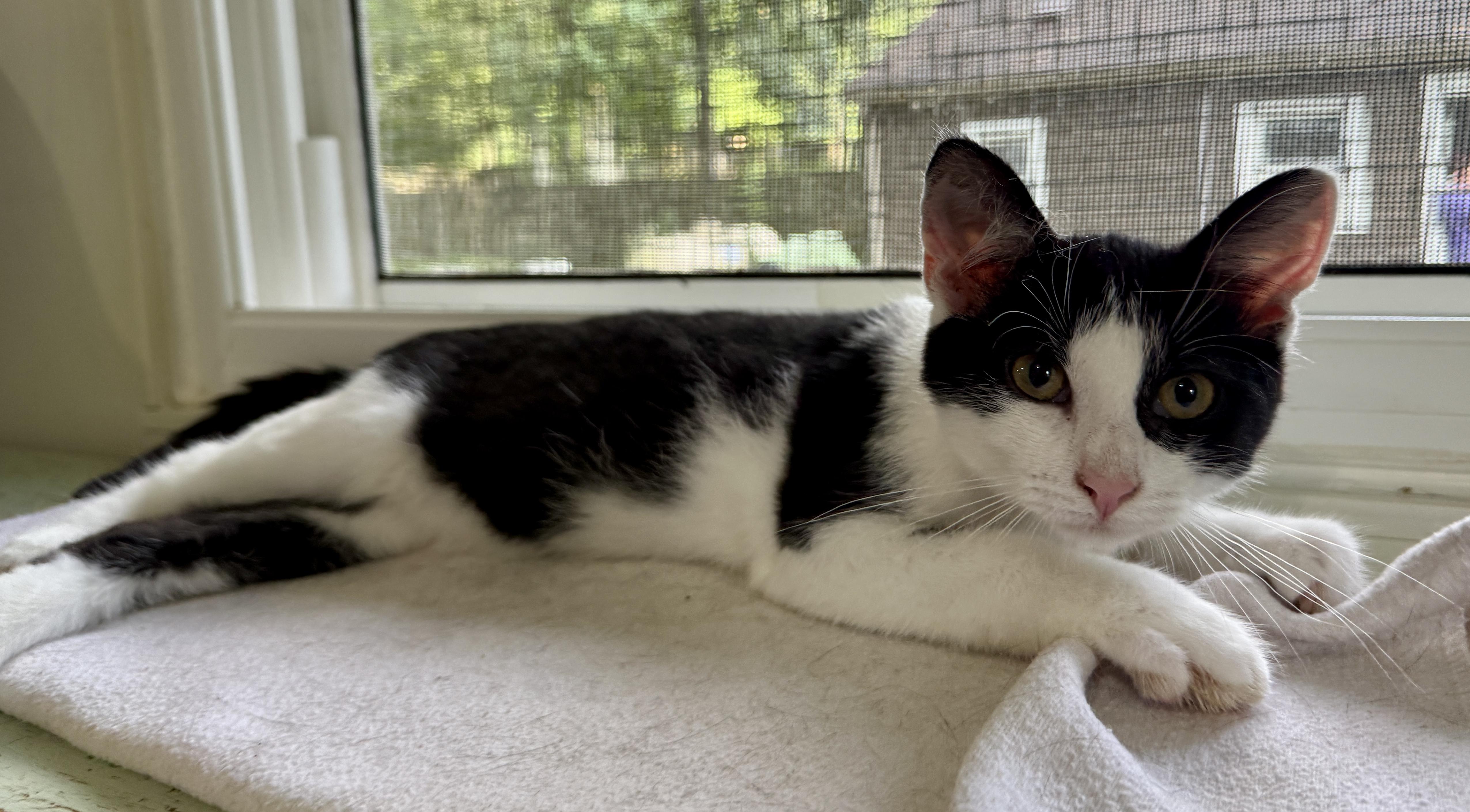 Buehler, a ADOPTABLE Domestic Short Hair in Ashland, OH image 5/5
