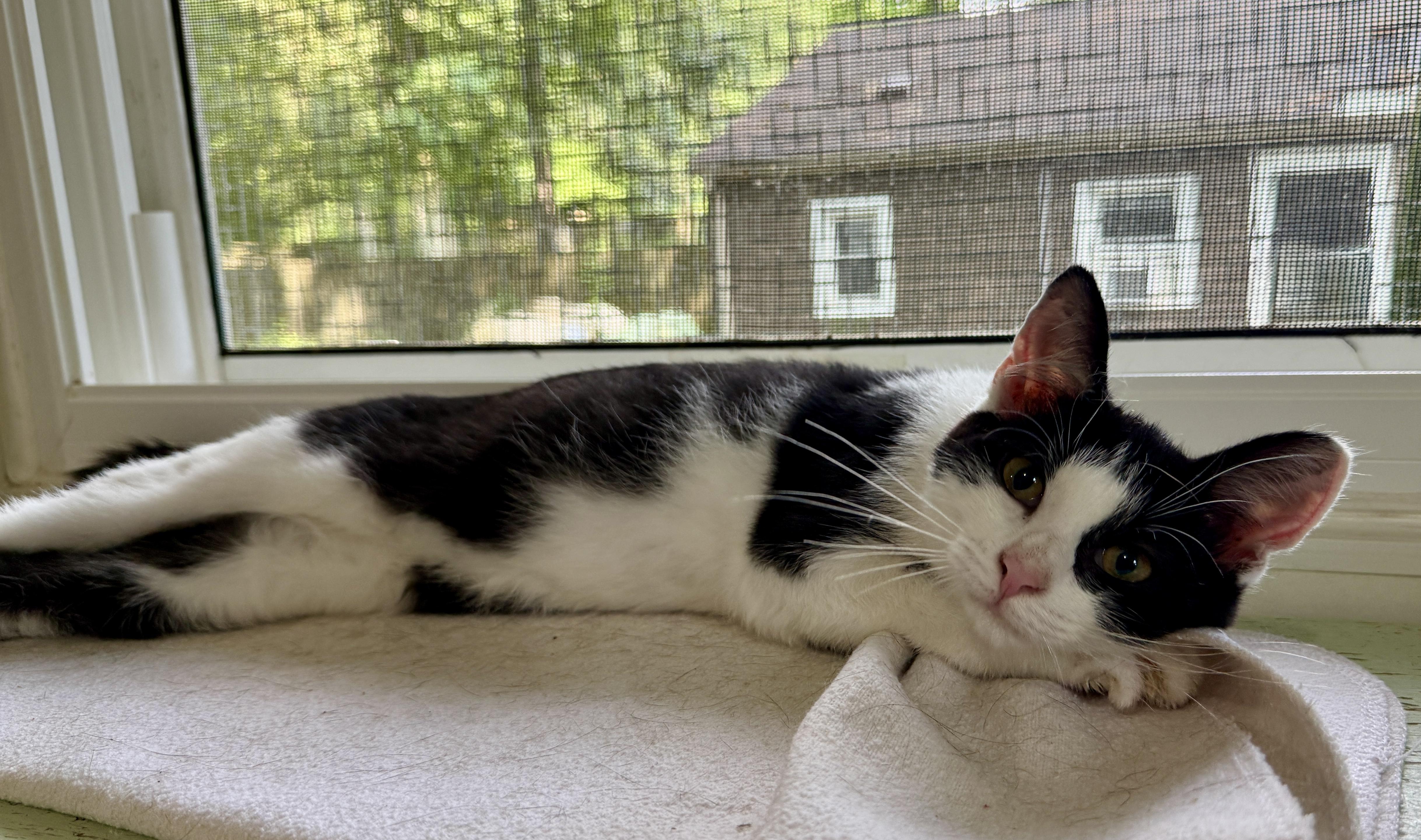 Buehler, ADOPTABLE, Kitten Male Domestic Short Hair.