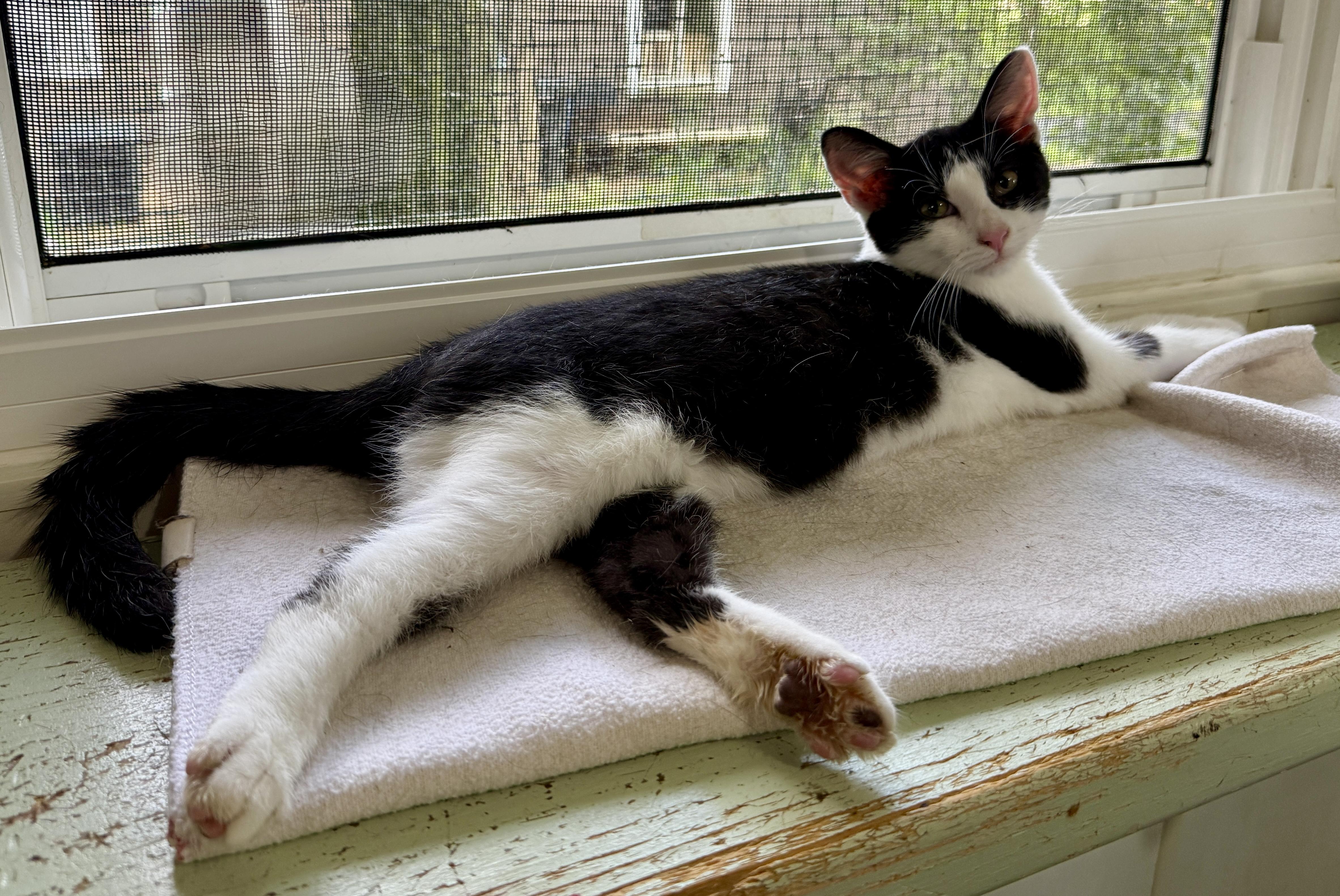 Buehler, a ADOPTABLE Domestic Short Hair in Ashland, OH image 4/5