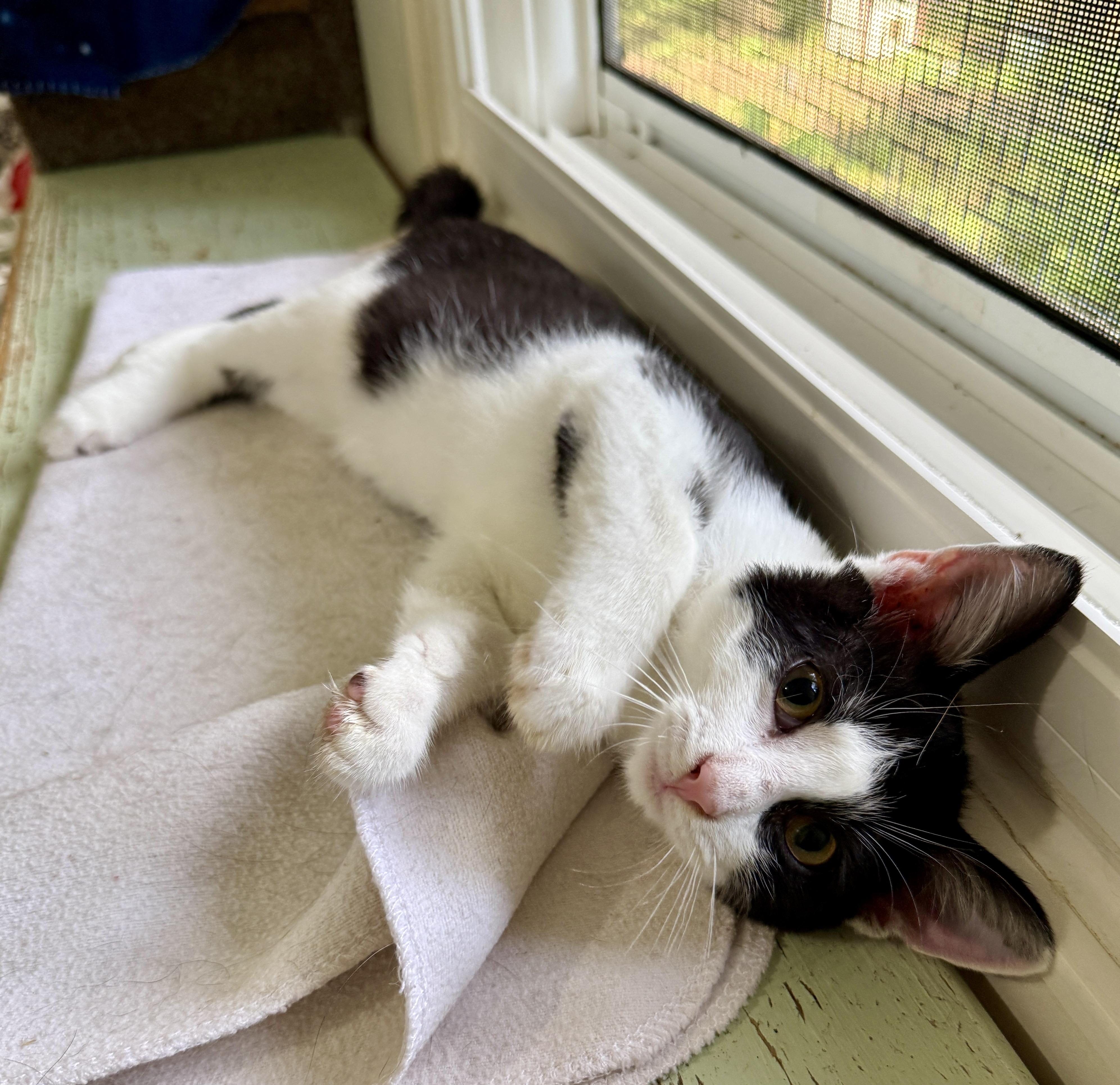 Buehler, a ADOPTABLE Domestic Short Hair in Ashland, OH image 3/5