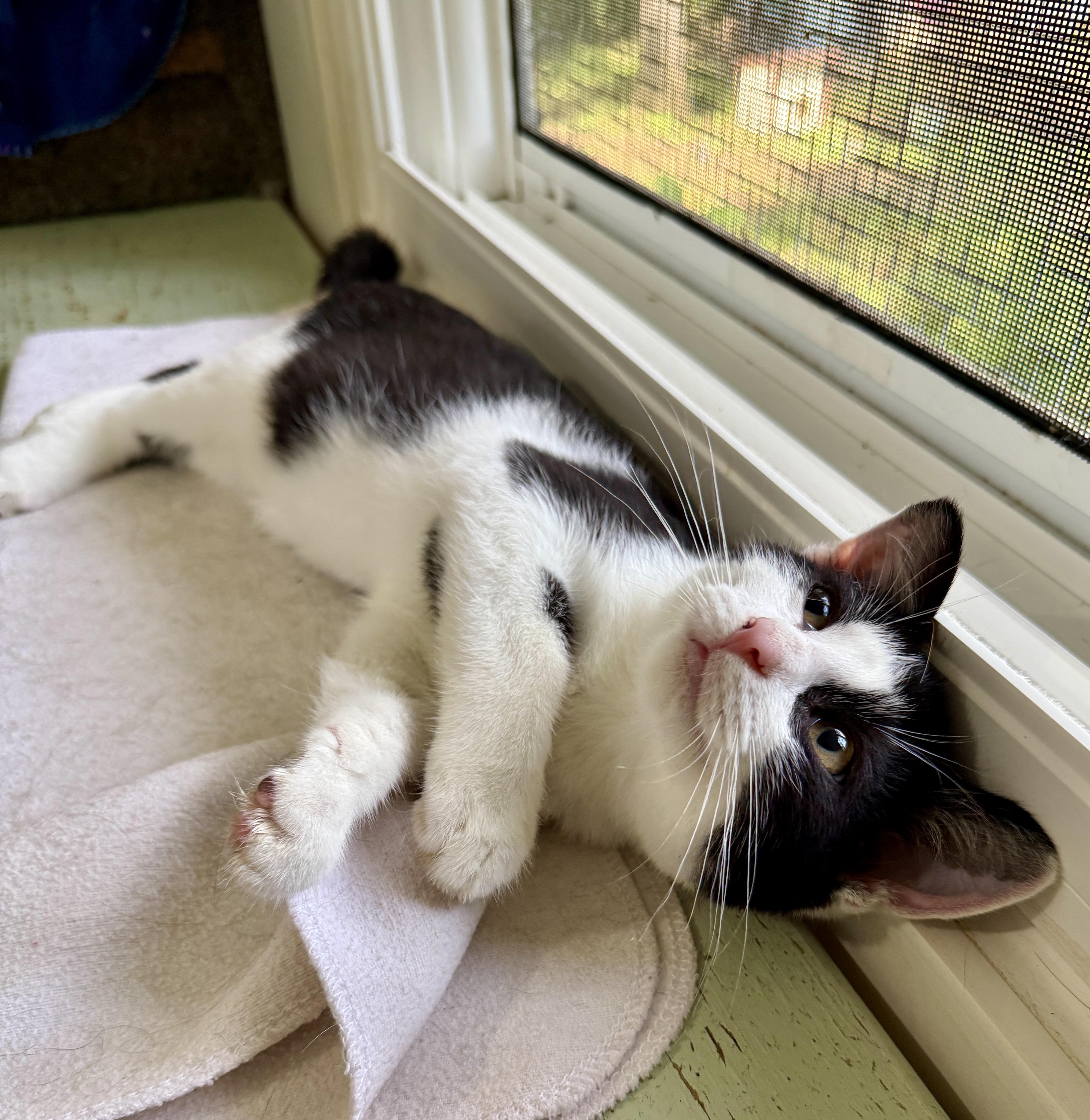 Buehler, a ADOPTABLE Domestic Short Hair in Ashland, OH image 2/5